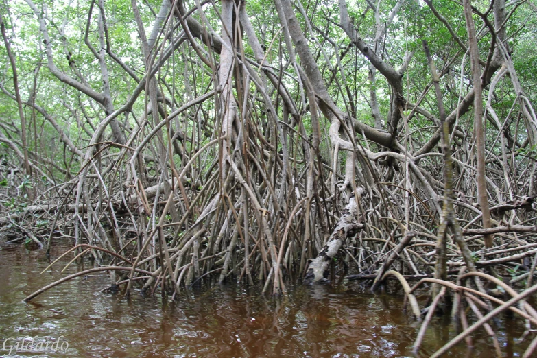 some very pretty trees in the middle of some water