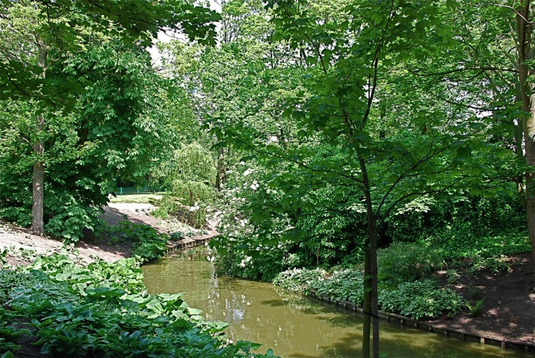 a very quiet river surrounded by lush green foliage