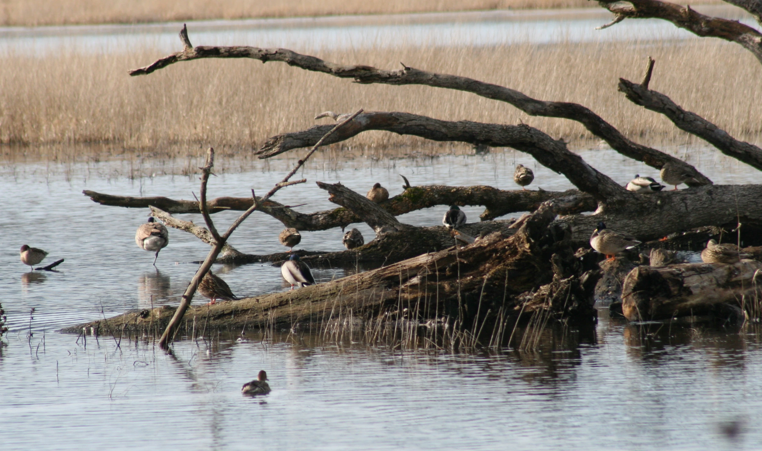 birds and trees submerged in water near marsh