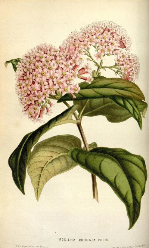 a close up of a flower with leaves on it