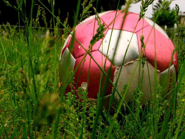 a red and white ball in the tall grass