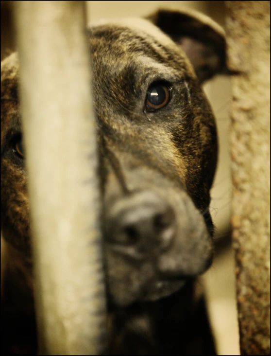 a close up of a dog's head peering from behind a metal fence