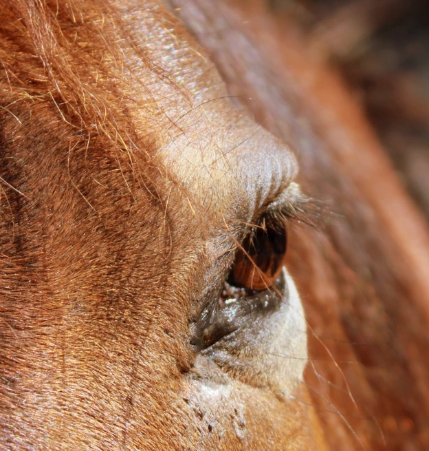 a close up picture of the front and side of a brown horse's face