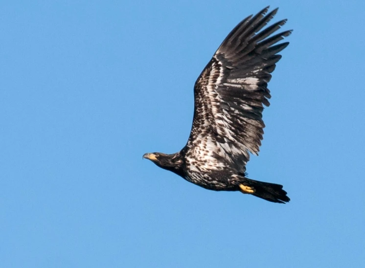 a large eagle soaring high up in the air