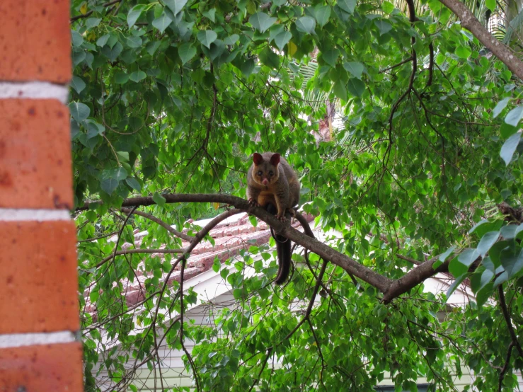 an animal is in a tree outside on a nch