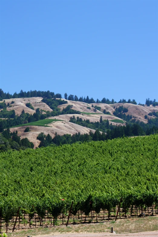 rows of vines in front of a hillside with rolling hills