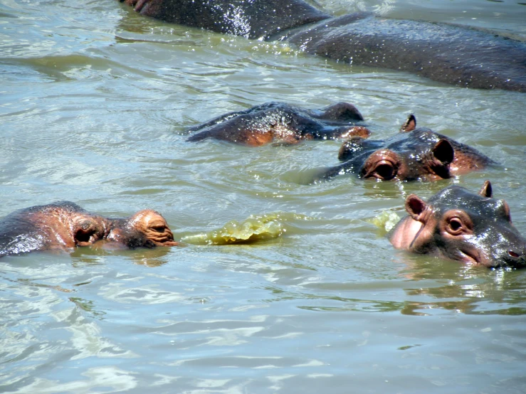 four hippopotamus floating on top of the water