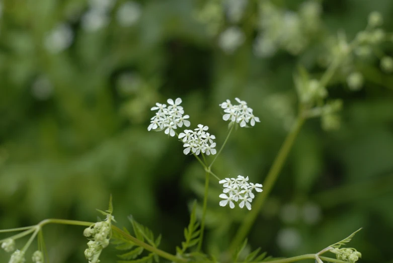 a close up of some white flowers near some greenery