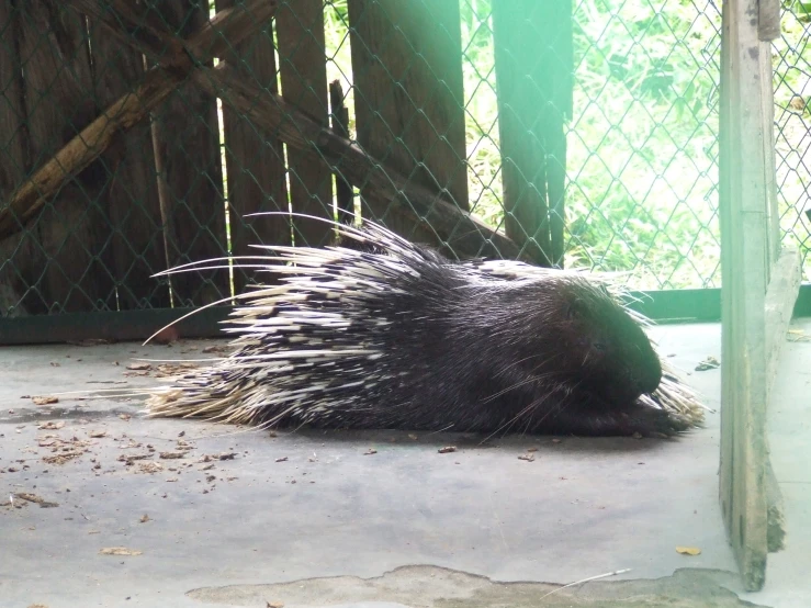 an animal is resting on the ground with long hair