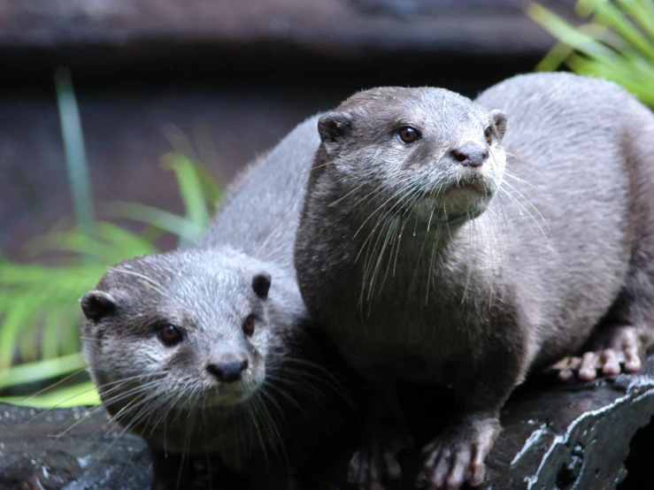 two otters looking off into the distance as they stand on a rock