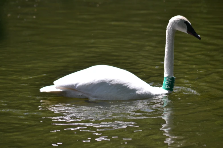 a white duck swimming on top of water