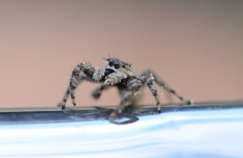 a large, long - legged spider crawling on the surface of a glass bowl