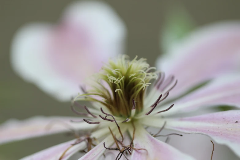 a macro po of a flower budding with white stamens