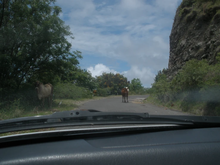 some cows walking down the side of a road