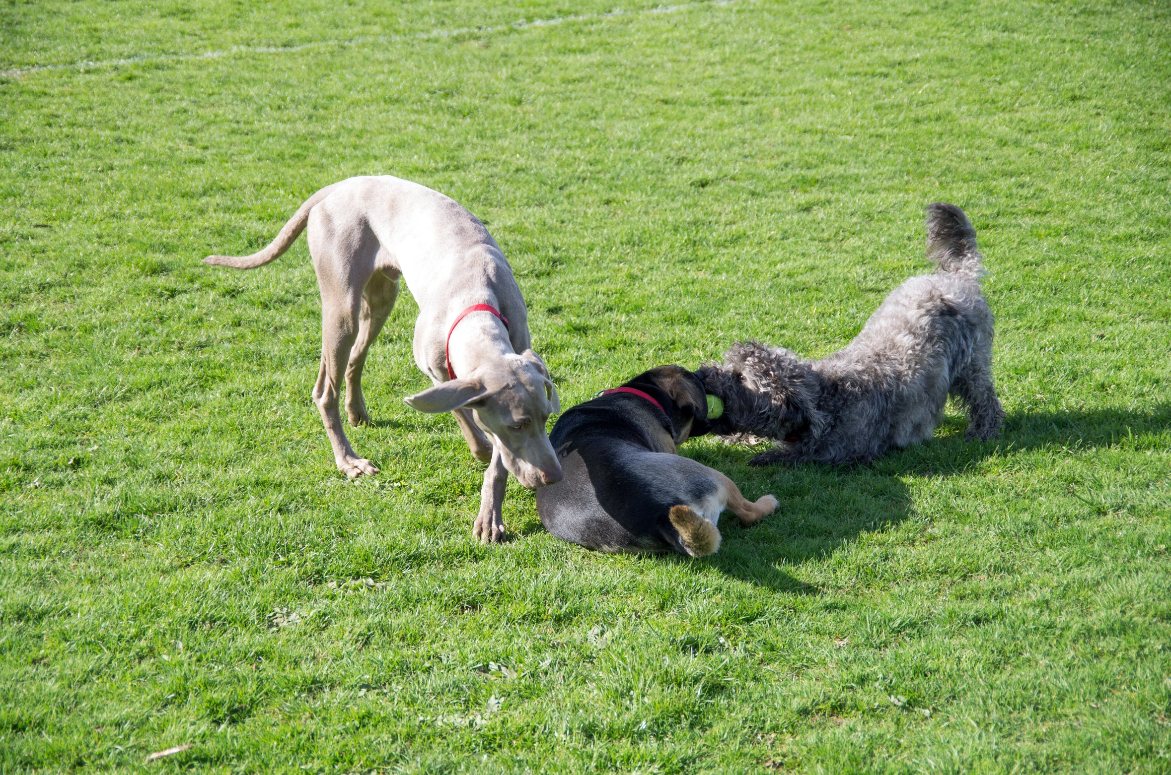 a dog playing tug of war with two dogs on grassy field