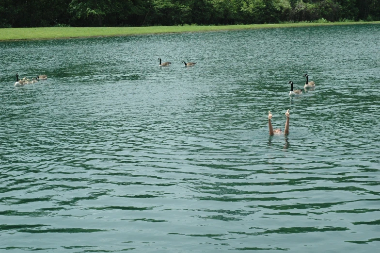 a group of swans floating on top of a lake