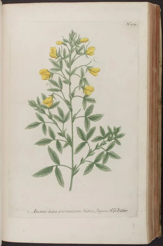 a book that shows yellow flowers on it