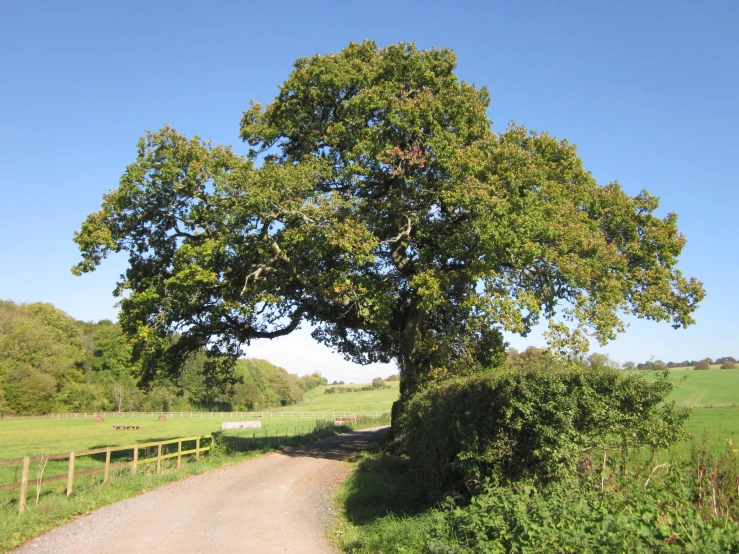 a large tree near the side of a dirt road