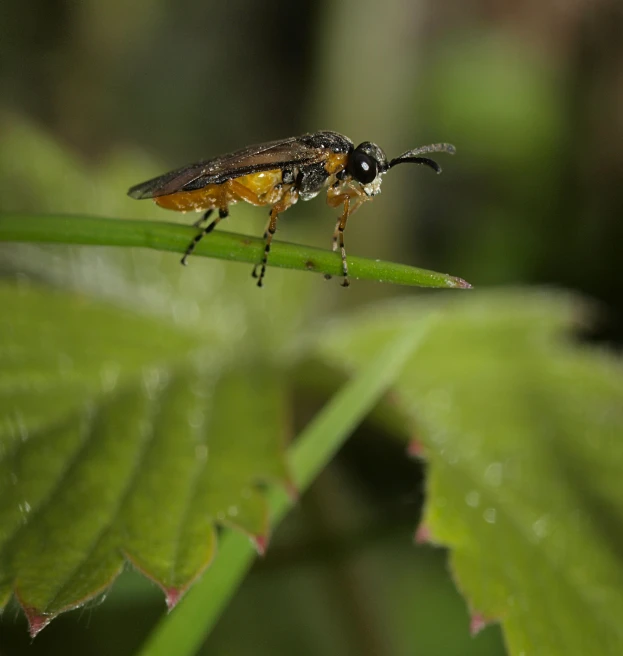 two large flies are sitting on top of a green leaf