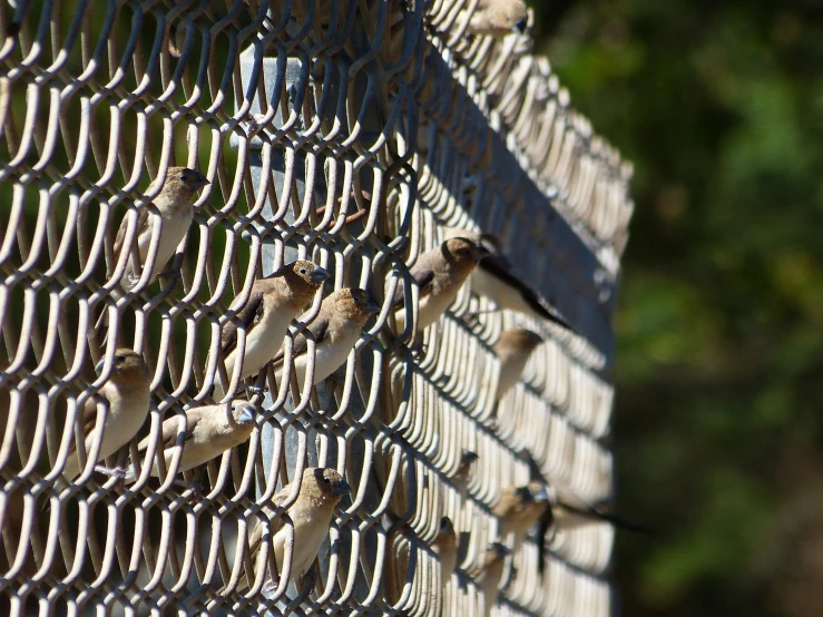 birds are perched on the bars of a fence