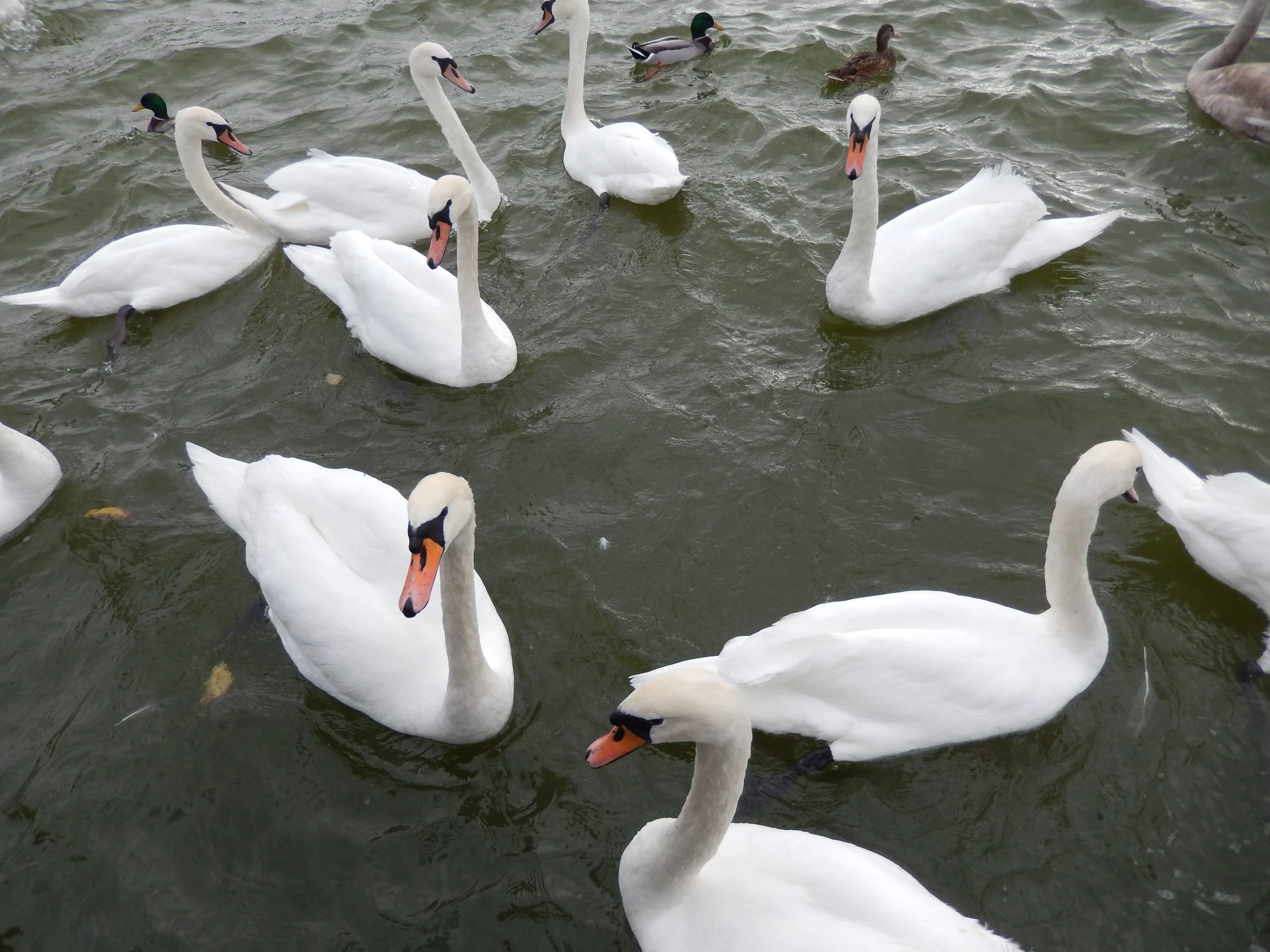 several white geese floating and having fun in the water