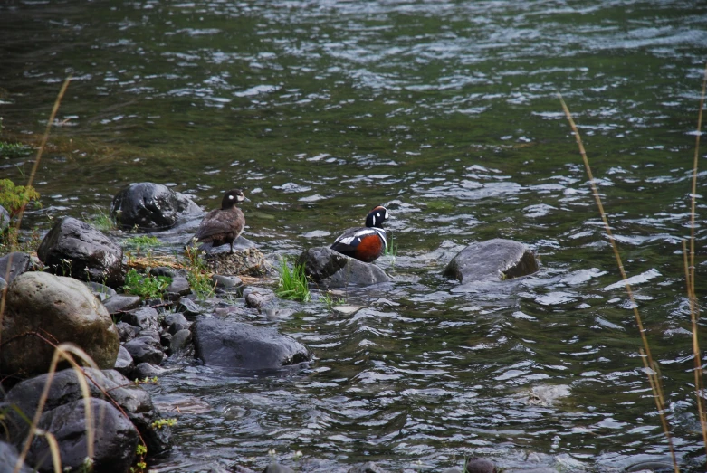 there are two birds that can be seen wading in the water