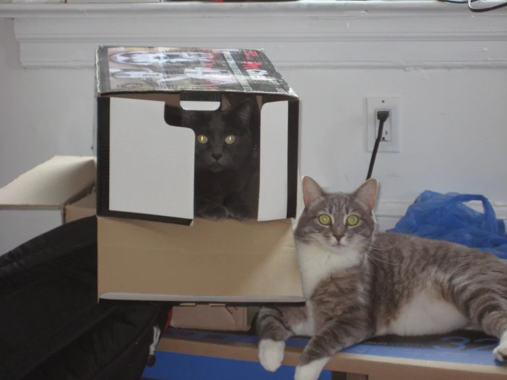 two cats sitting on top of a cardboard box