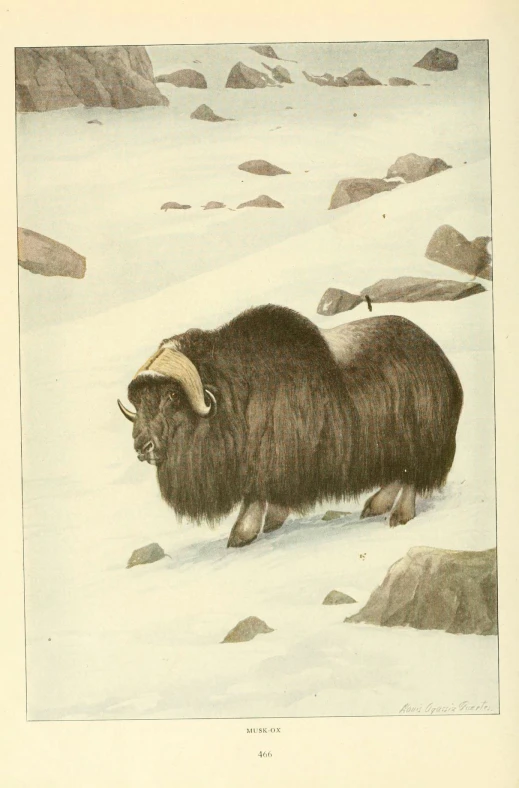 an illustration of bison grazing in the snow