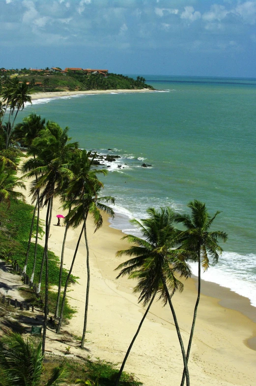 this beach has several palm trees on it