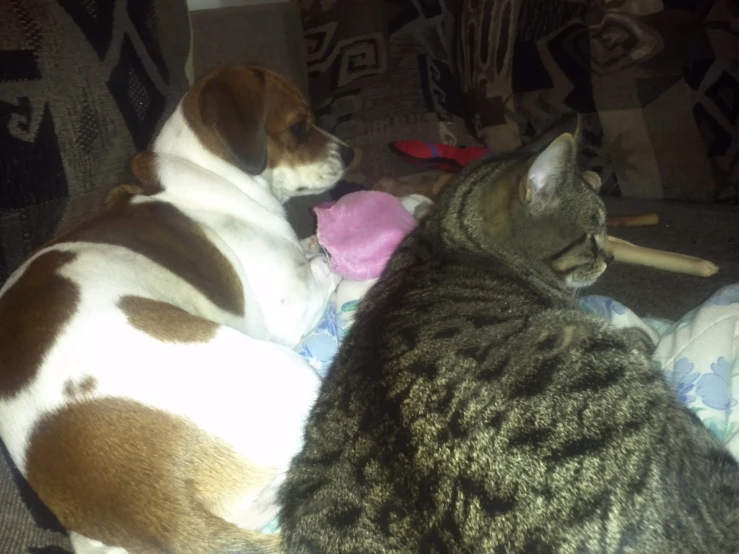 a cat is laying next to two dogs on a sofa