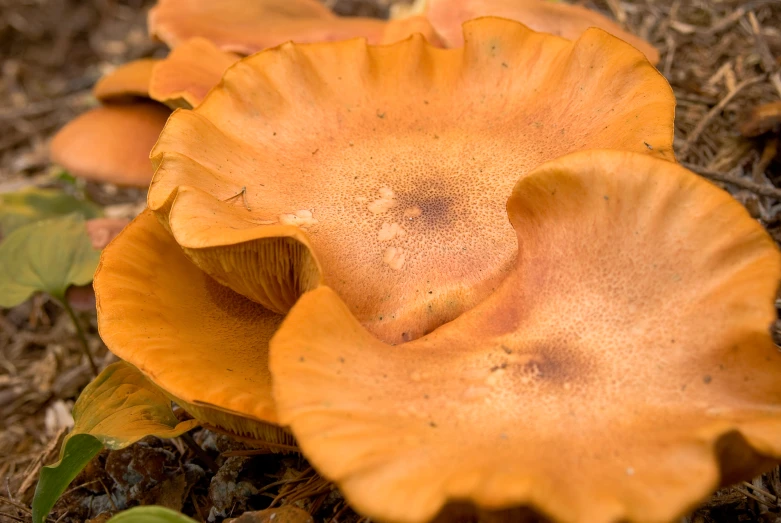 the mushrooms are growing all over the ground