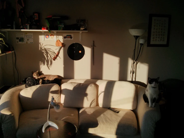 a cat sitting on the back of a white couch