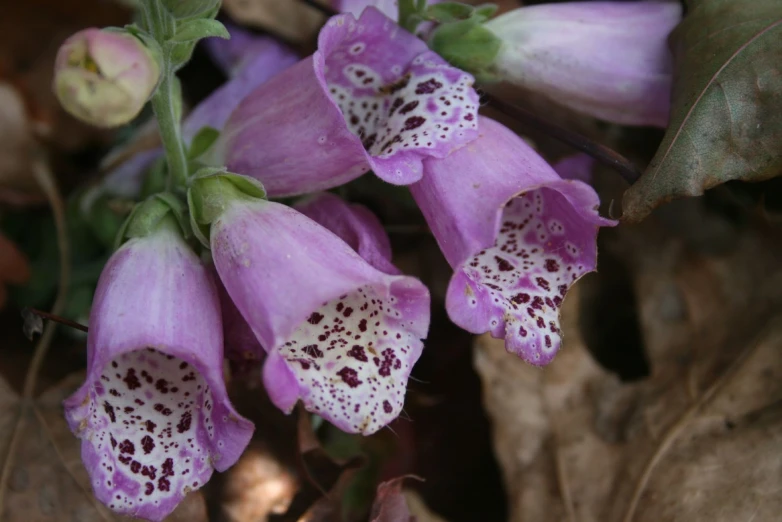 the flower on this flower is really pretty