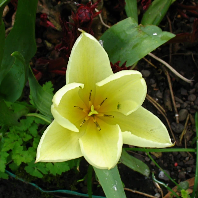 a yellow flower growing in a lush green garden