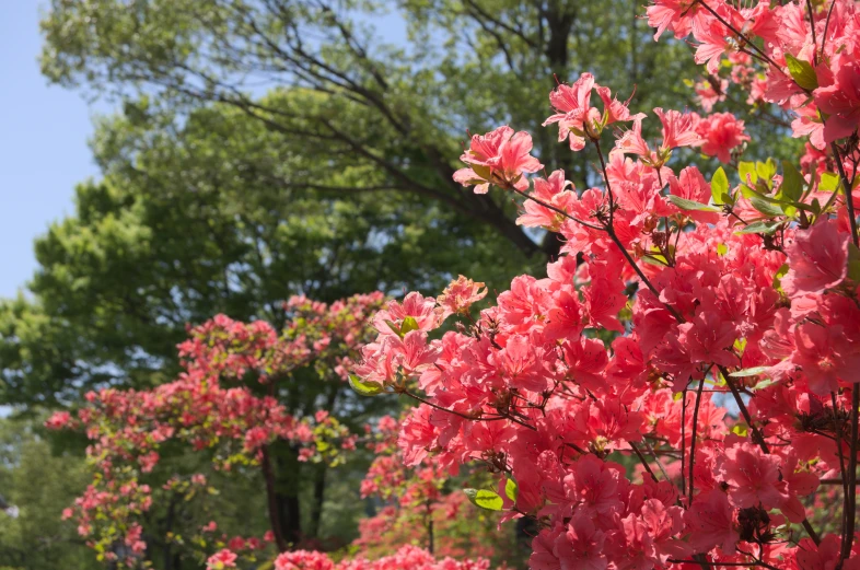 a group of pretty pink flowers growing next to each other