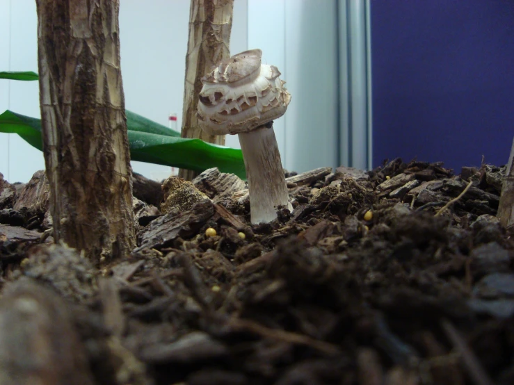 a cluster of small white mushrooms standing on top of dirt