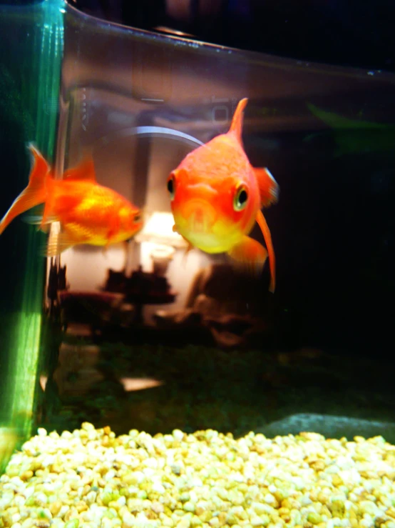 two goldfish look at the camera while in the aquarium