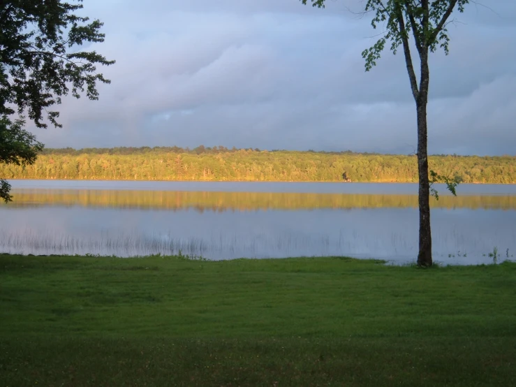 a large body of water sitting next to a tree