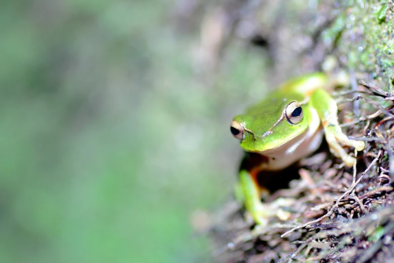 a small frog hiding inside of an enclosure