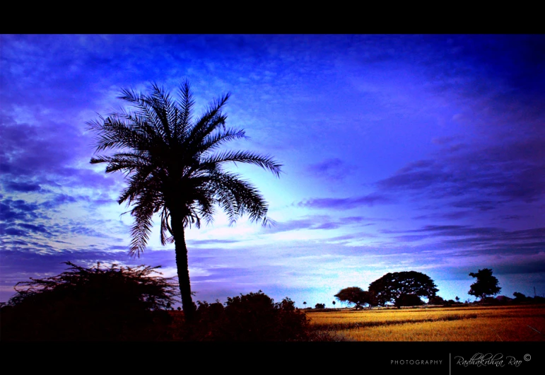 a palm tree in the middle of a grassy field