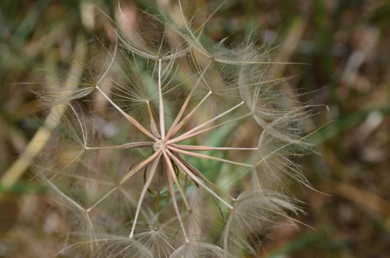 the center part of a seeding plant with thin and dandelions