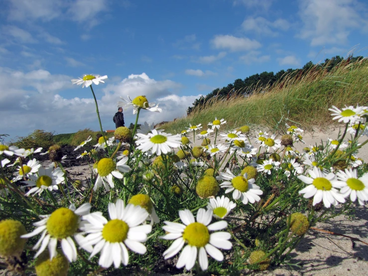 white and yellow flowers are near the beach