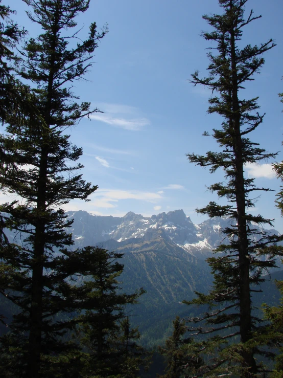 trees and mountains with a blue sky in the background