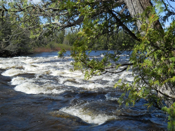 some green trees water and a river