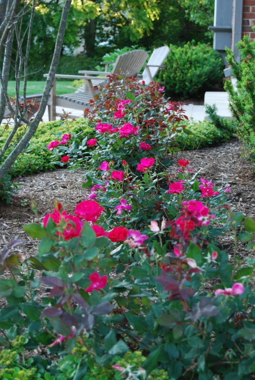 a bush with lots of flowers near an area of a building