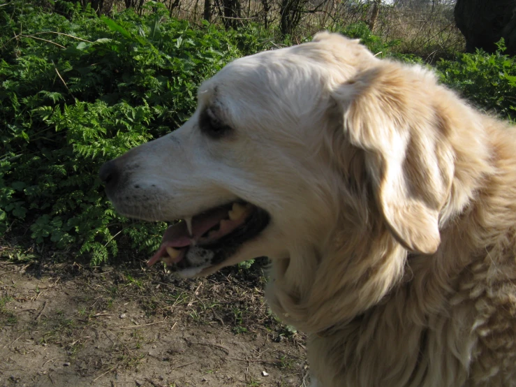 a dog is smiling and standing in the dirt