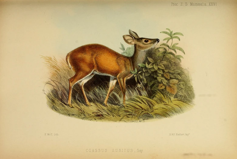 a drawing of a deer and a bird next to each other
