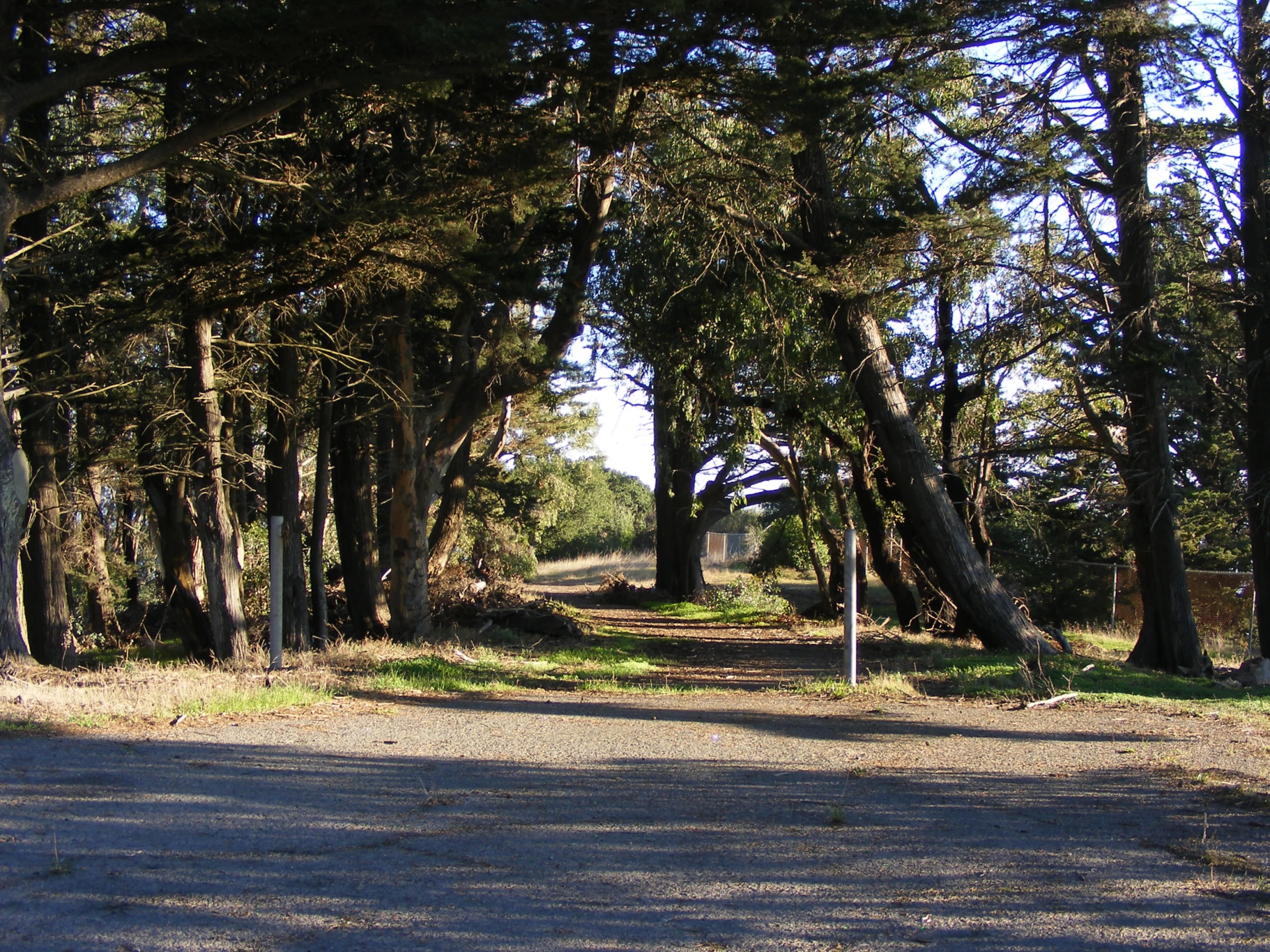 a group of trees are lined up behind a road