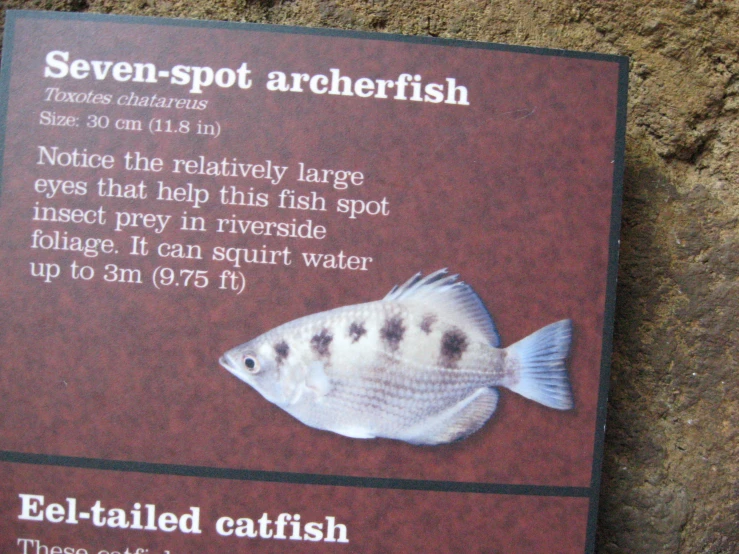 a fish is next to an advertit