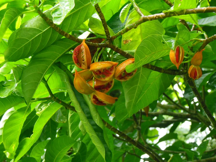 some flowers blooming on a tree outside